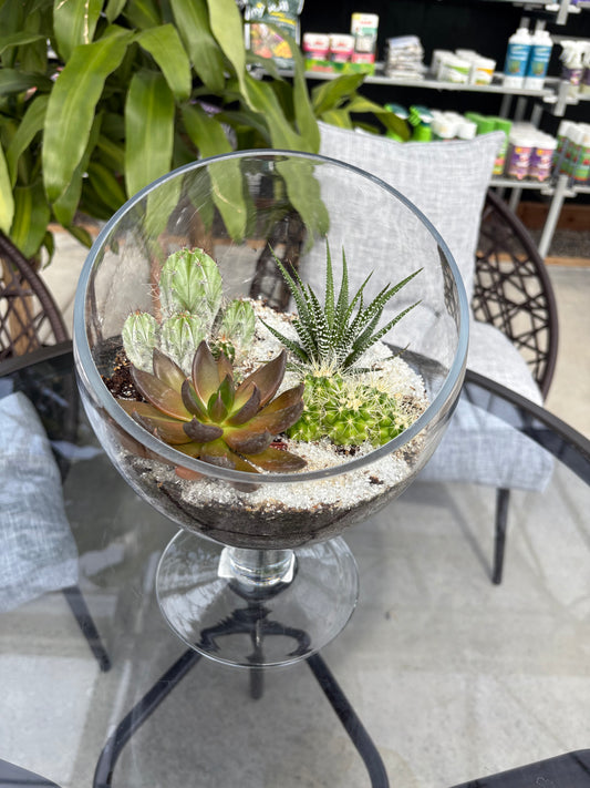 Terrarium style glass pot with plants on a table outdoors