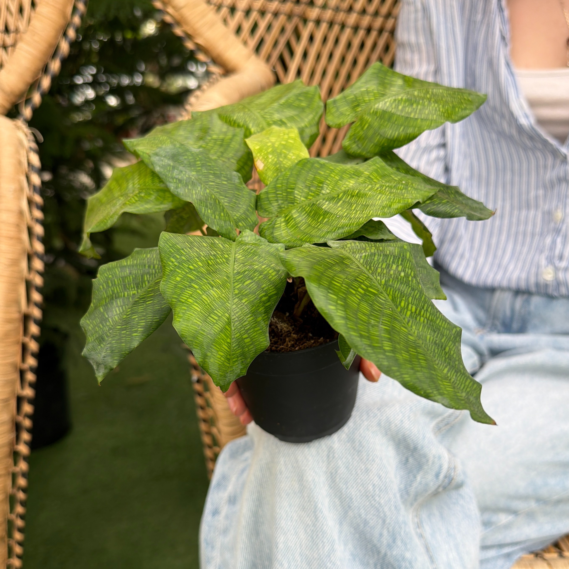 a person holding a potted calathea network plant in a greenhouse setting
