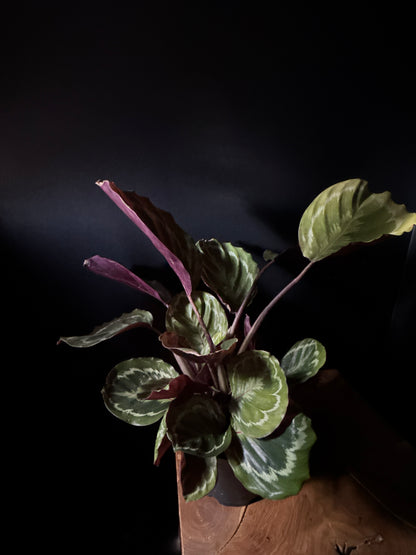 calathea roseopicta prayer plant Calathea 'Roseopicta' – Urbane Eight Inc