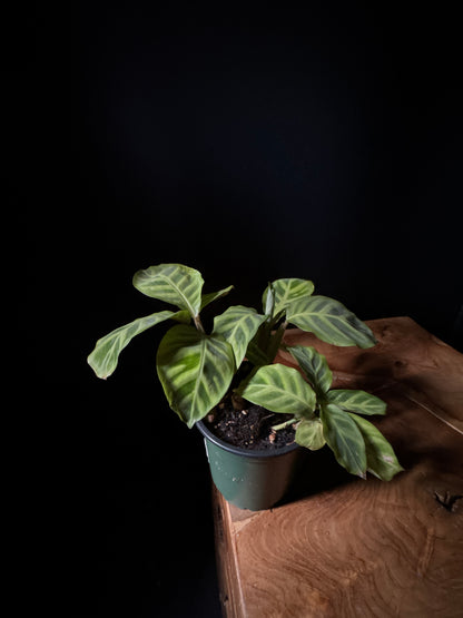 A potted Calathea Zebrina plant with zebra-like striped patterned leaves on a wooden surface against a black background.