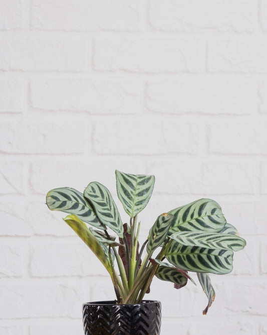 a picture of a calathea burl Marx with light green leaves and dark green variegations in a black pot with a white brick background