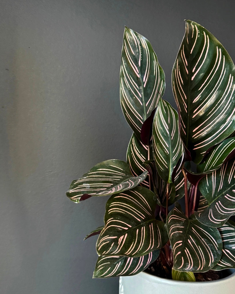 Potted calathea ornata houseplant with striped leaves against a plain background