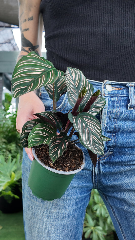 Person holding a potted calathea ornata  plant with striped leaves in an greenhouse setting