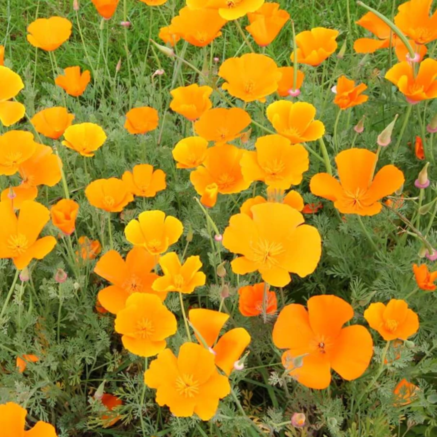 a field of bright orange California orange poppy flowers