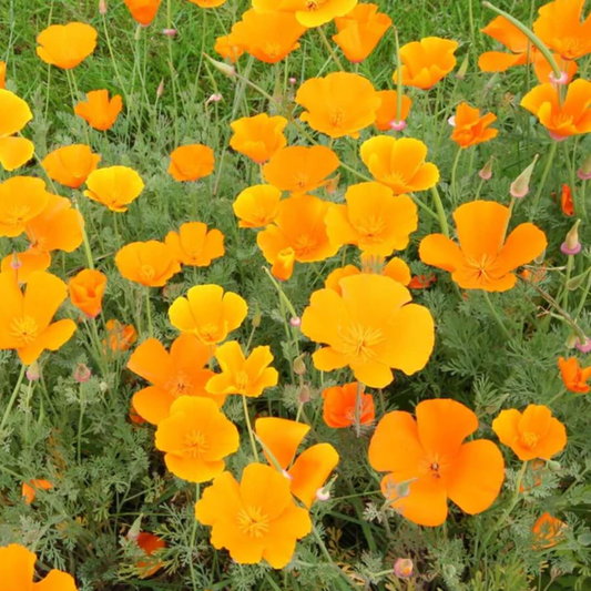 a field of bright orange California orange poppy flowers