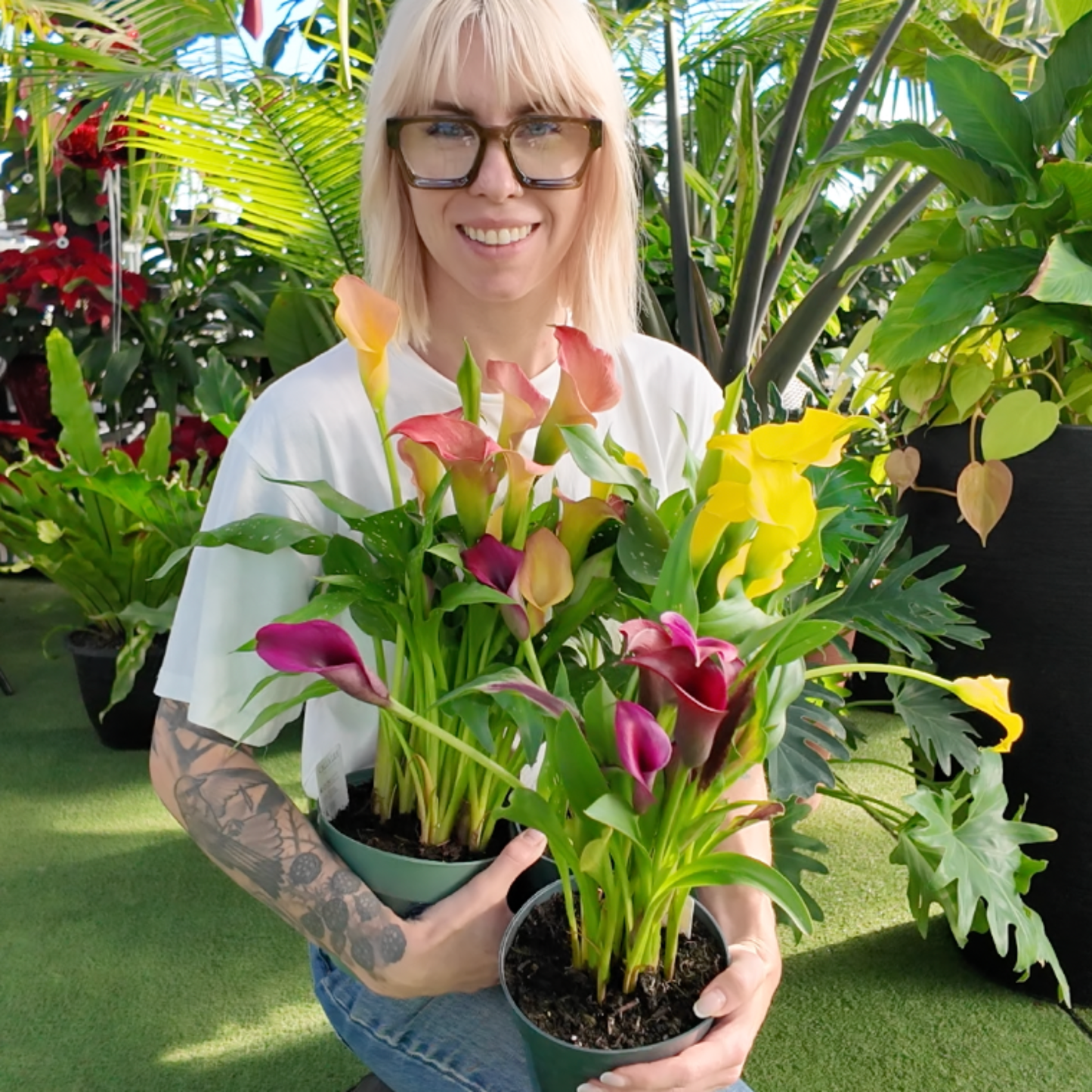 person holding two potted Calla lily plants with yellow and pink flowers in a greenhouse setting