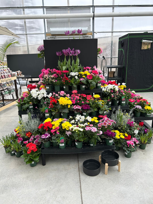 podium of colourful flowers in a greenhouse