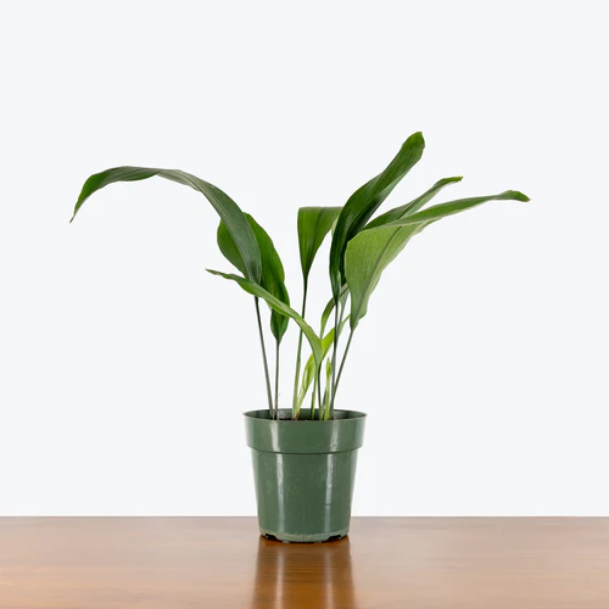 a potted cast iron plant resting on a wooden table with a white background
