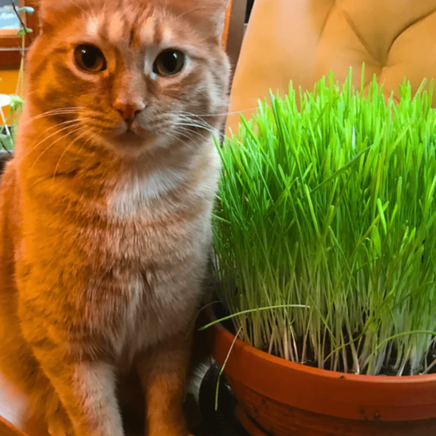 an orange cat sitting next to potted cat grass