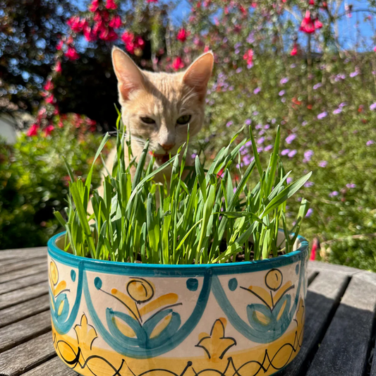 a bol of growing gourmet green cat treats with a cat sitting behind it