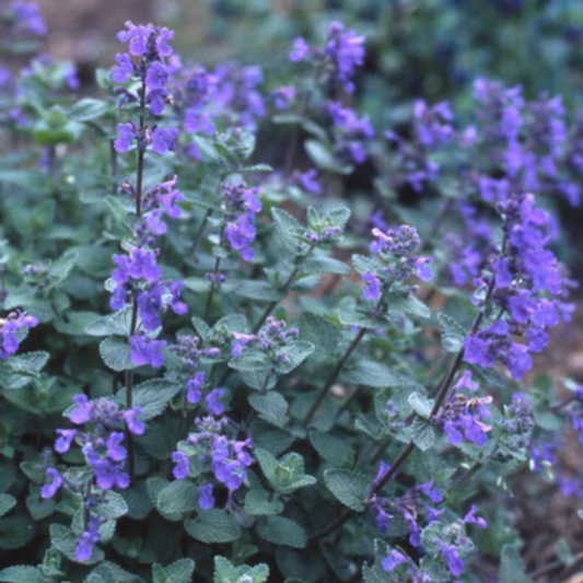 a cat mint plant with bright purple flowers and dark green leaves