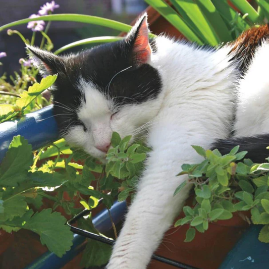 a black and white cat resting on the leaves of a catnip plant