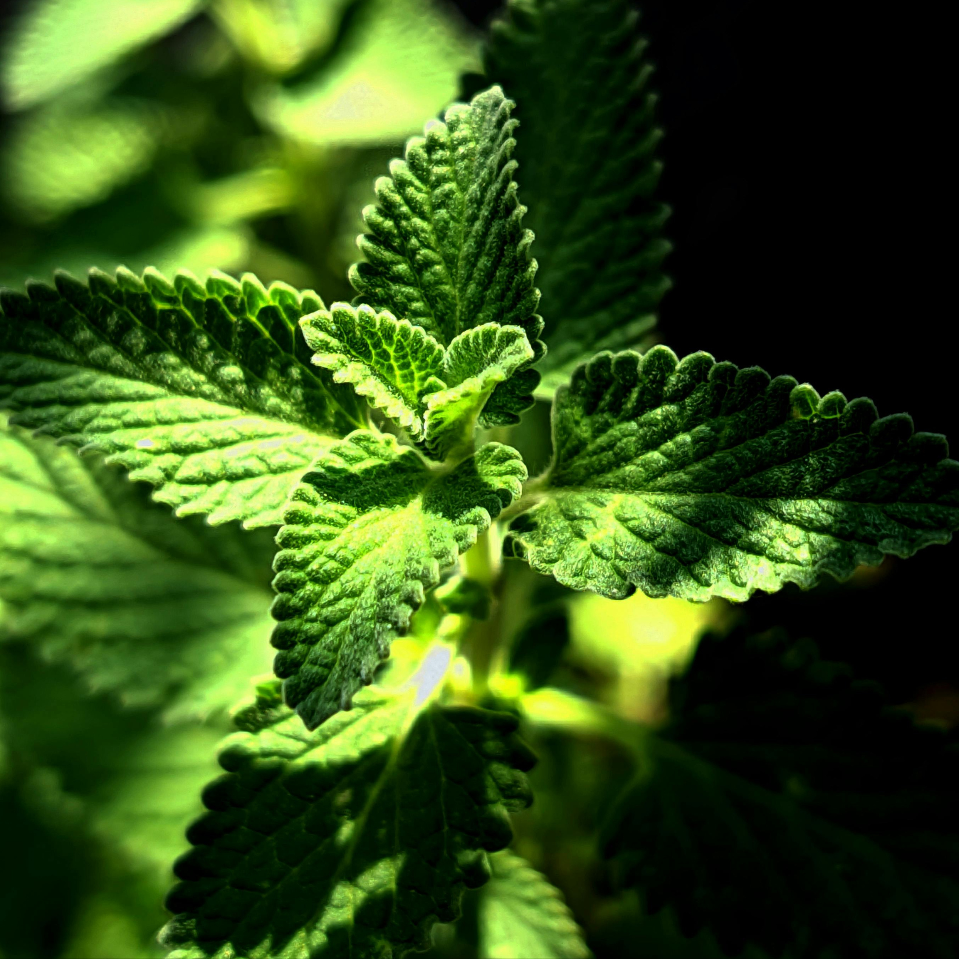 close up of catnip plant leaves