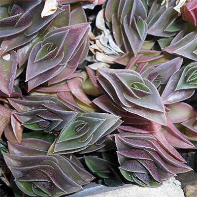 Close-up of chain plants with purple and green leaves.
