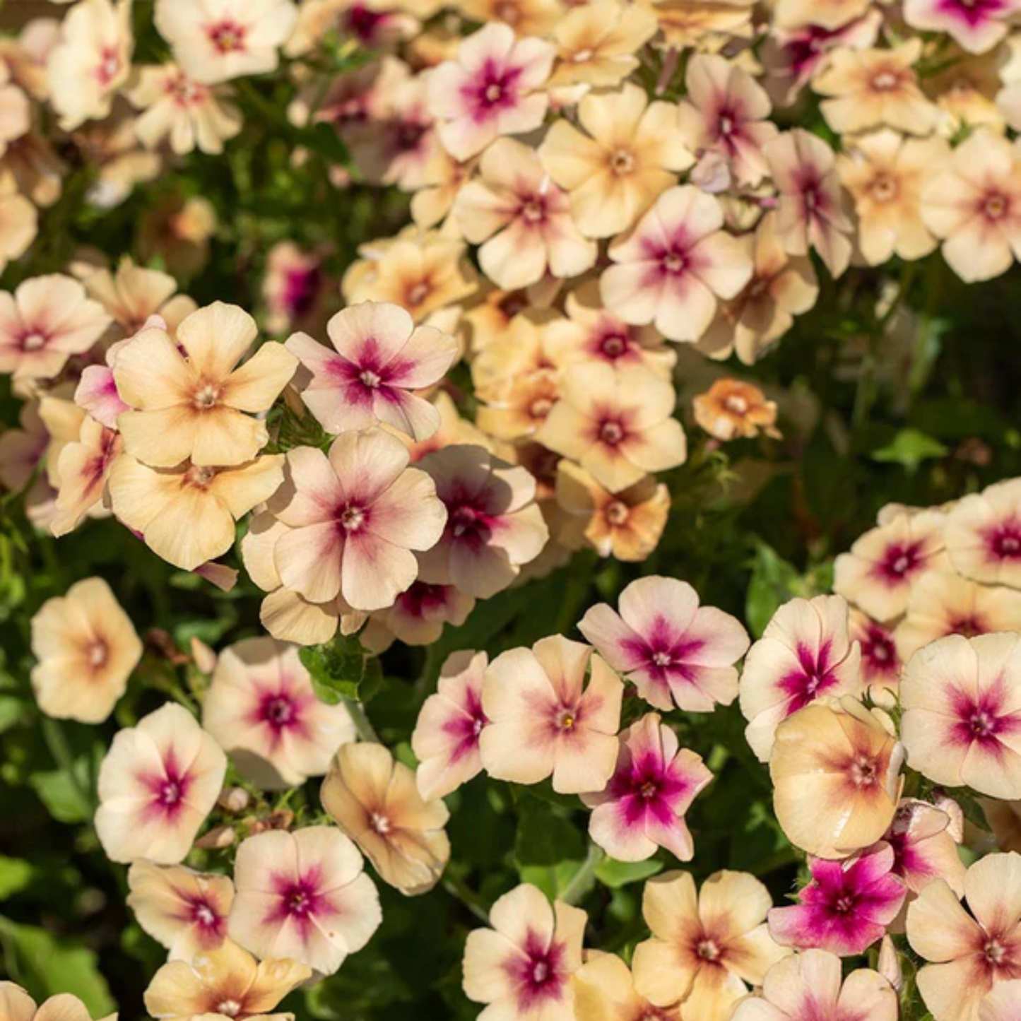 Close-up of pink and white cherry caramel flowers with green leaves