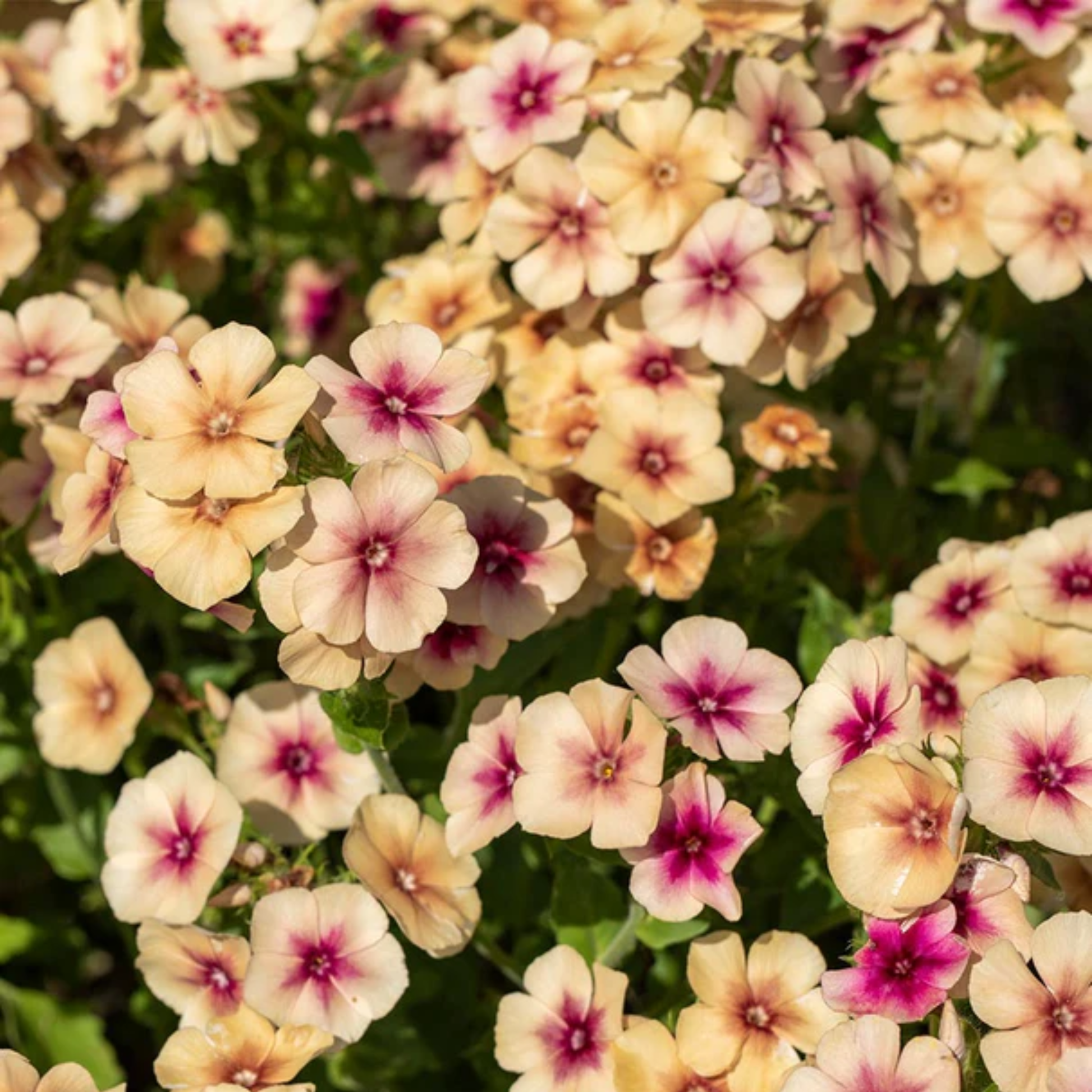 Close-up of pink and white cherry caramel flowers with green leaves