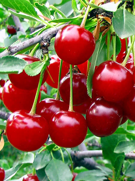 Valentine Cherry