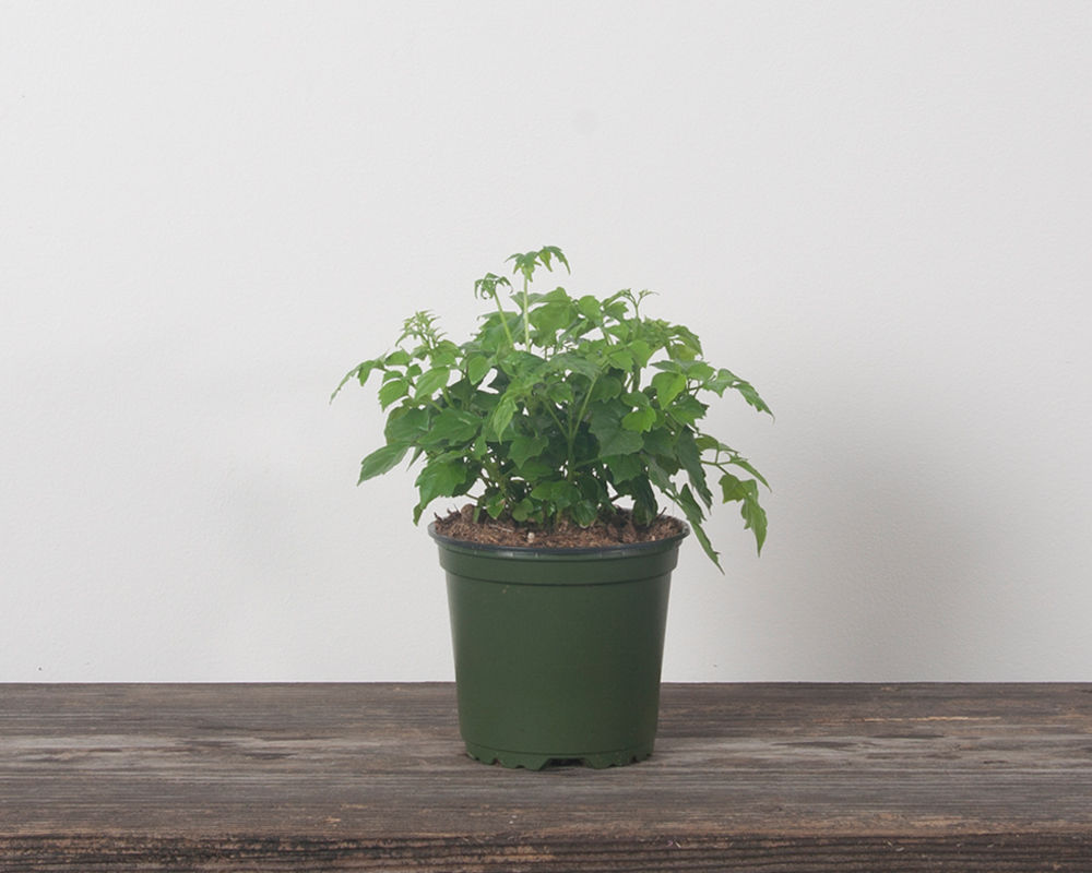 china doll bush in nursery pot on wooden surface with white background