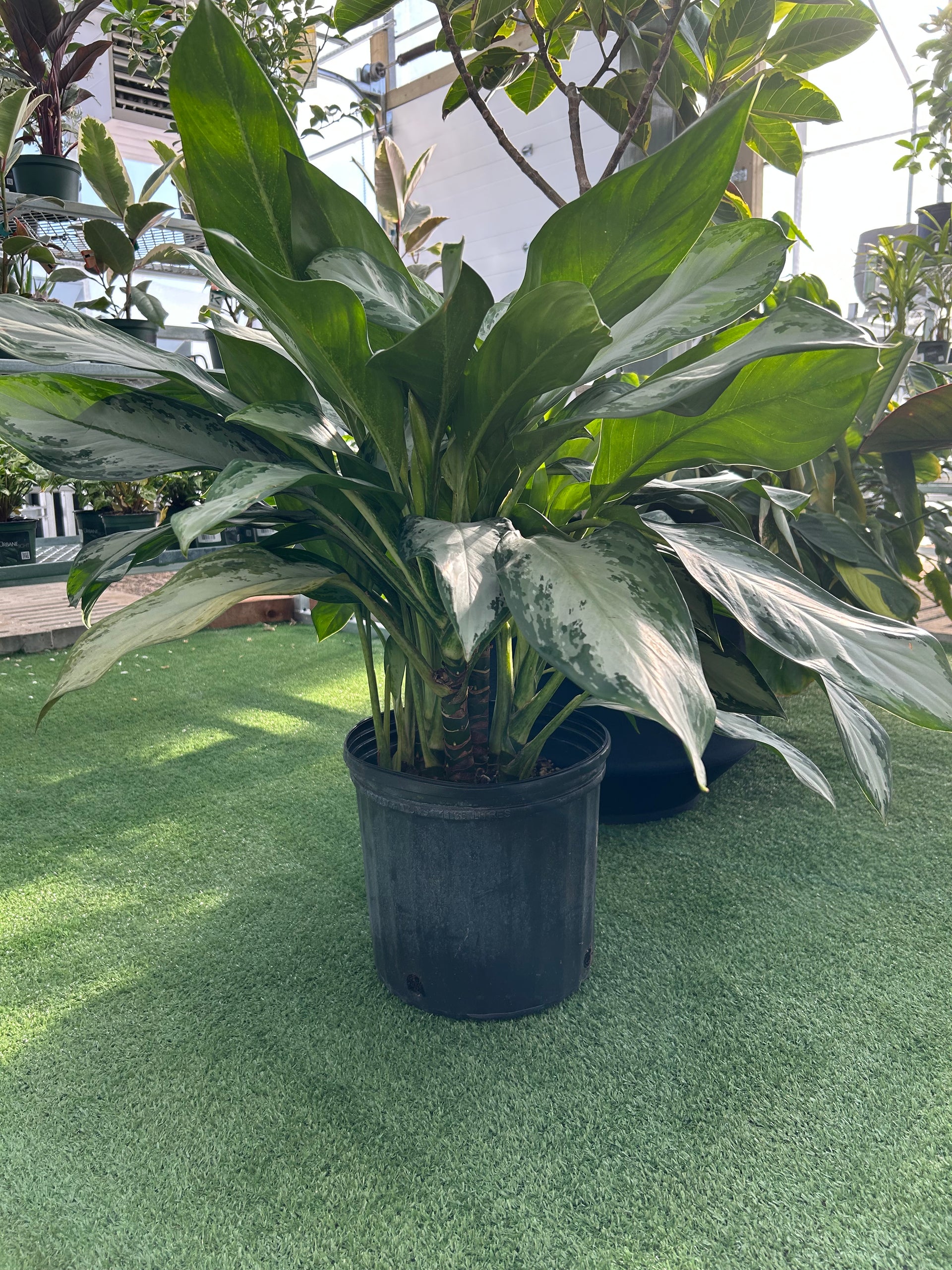 Chinese Evergreen 'Emerald Bay' – Urbane Eight Inc