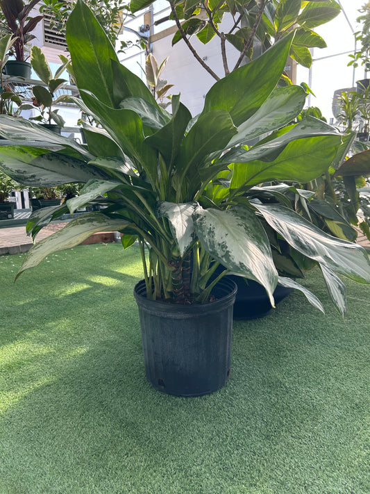 A potted Chinese Evergreen 'Emerald Bay' plant with lush, deep green leaves accented by silvery markings, placed on a green surface.