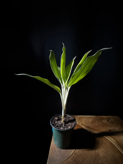 A potted Chinese Evergreen 'White Snow' plant with vibrant white and green variegated leaves, placed on a wooden surface against a dark background.