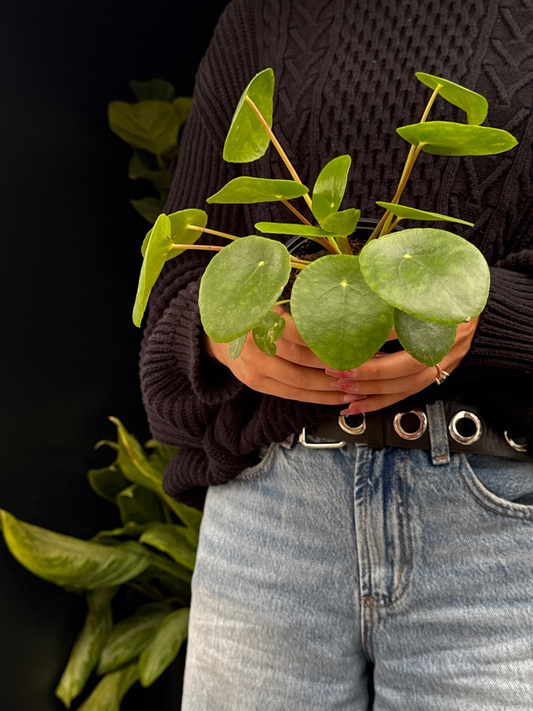 Person holding a green leafy chinese money plant against a dark background