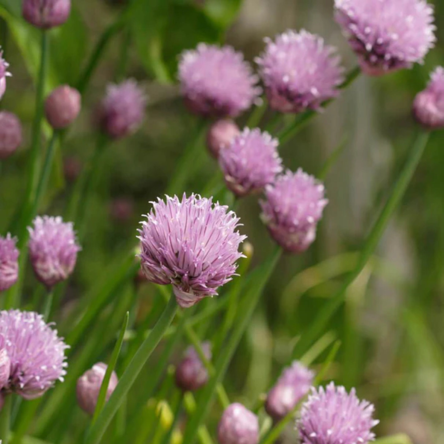 a field of purple flowers of chive plants