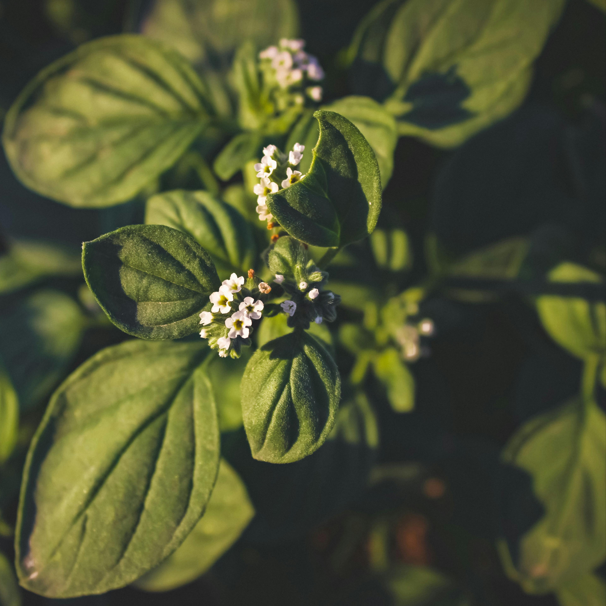 close up of a flowering cinnamon basil plant with green leaves and white flowers