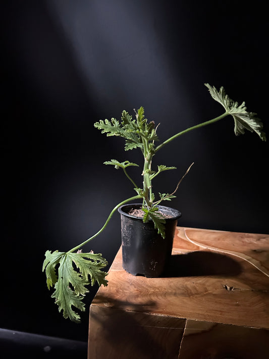 citronella plant in nursery pot with dark background