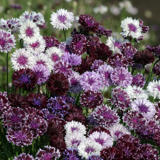 A close-up of blooming classic magic cone flowers in white, light purple, and deep burgundy tones growing in a field.