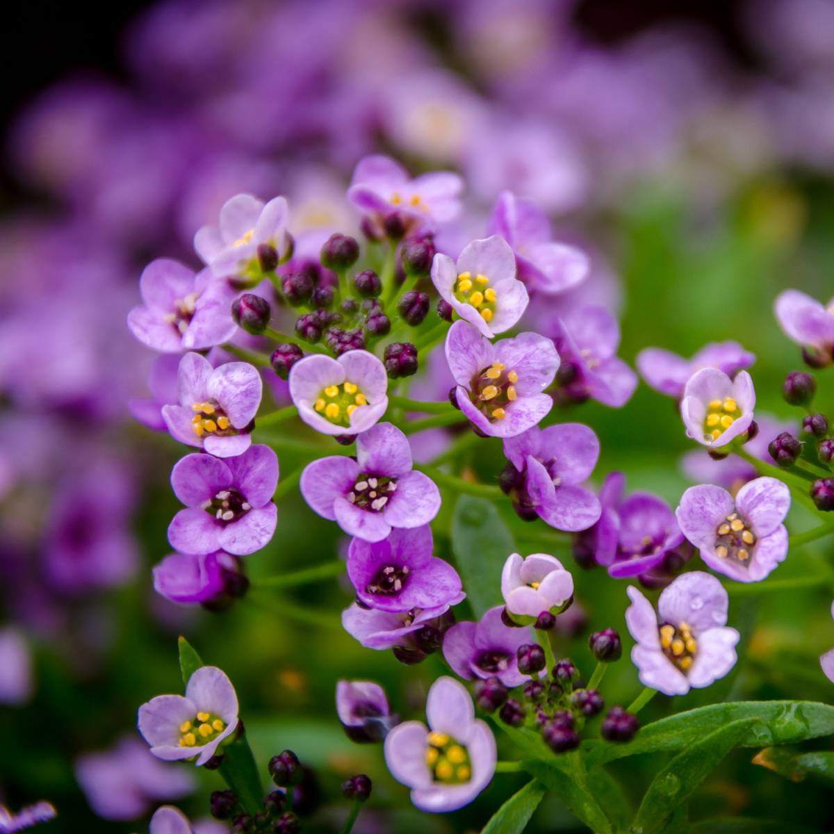 a close up of many pale purple clear crystal lavender shades alyssum flowers with yellow centres, many flower buds yet to bloom surrounded by greenery in an outdoor setting