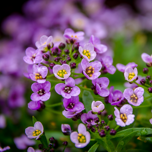 a close up of many pale purple clear crystal lavender shades alyssum flowers with yellow centres, many flower buds yet to bloom surrounded by greenery in an outdoor setting
