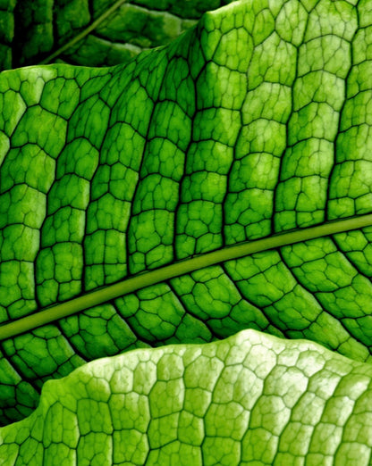 Close-up of a green leaf with detailed vein structure that resembles a crocodile skin