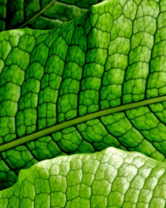Close-up of a green leaf with detailed vein structure that resembles a crocodile skin