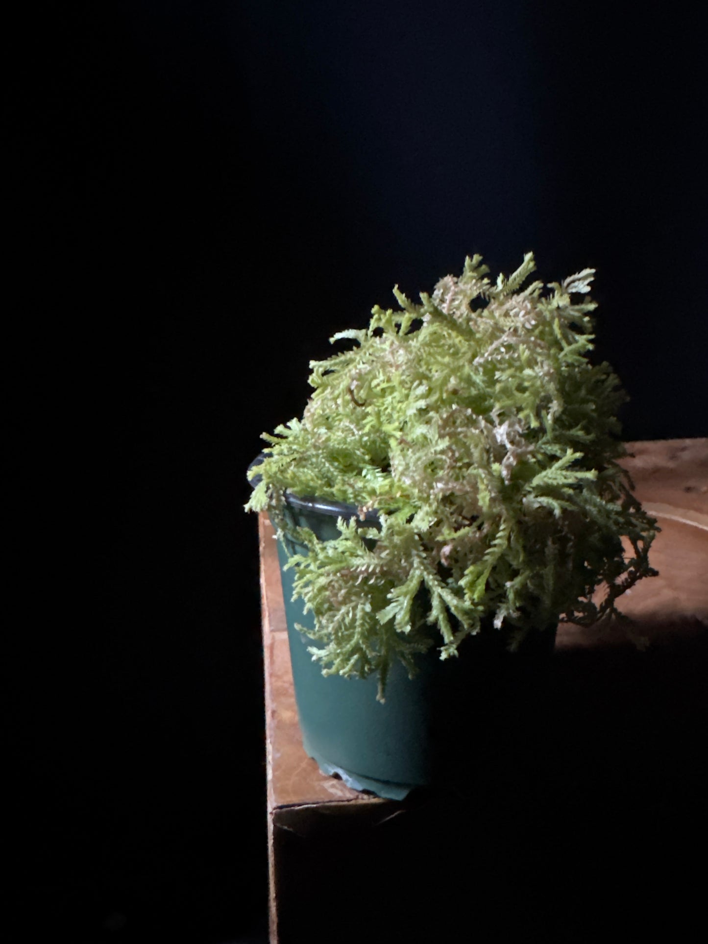 A pot of Club Moss 'Golden' (Selaginella kraussiana 'Aurea') with vibrant golden-green color and soft, feathery texture, placed on a wooden surface.