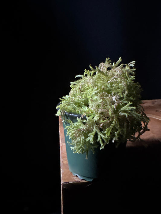 A pot of Club Moss 'Golden' (Selaginella kraussiana 'Aurea') with vibrant golden-green color and soft, feathery texture, placed on a wooden surface.