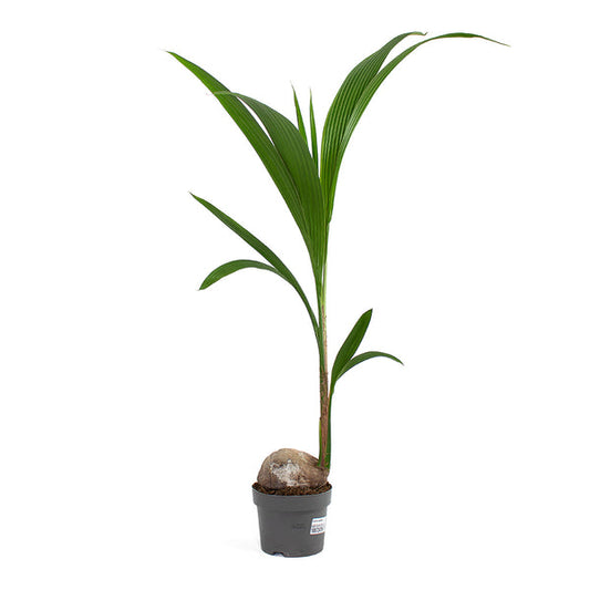 A potted Coconut Palm with green fronds and a solid green trunk, placed against a white background.