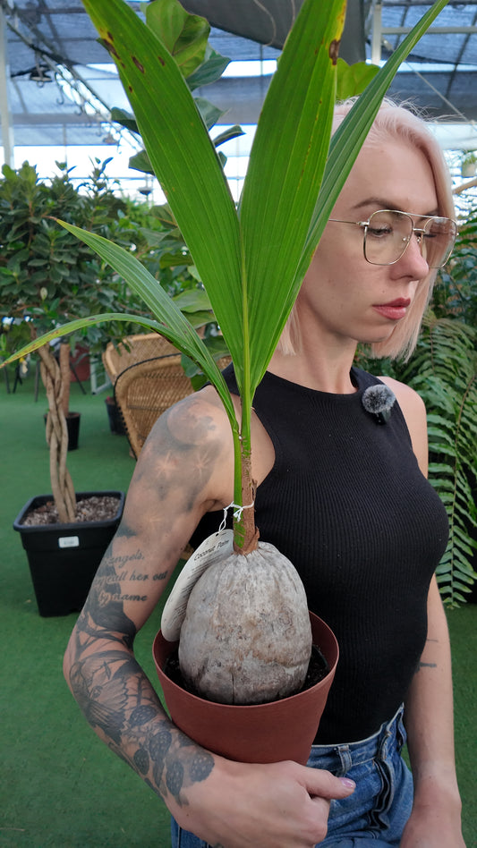 woman holding a potting coconut palm in a greenhouse setting