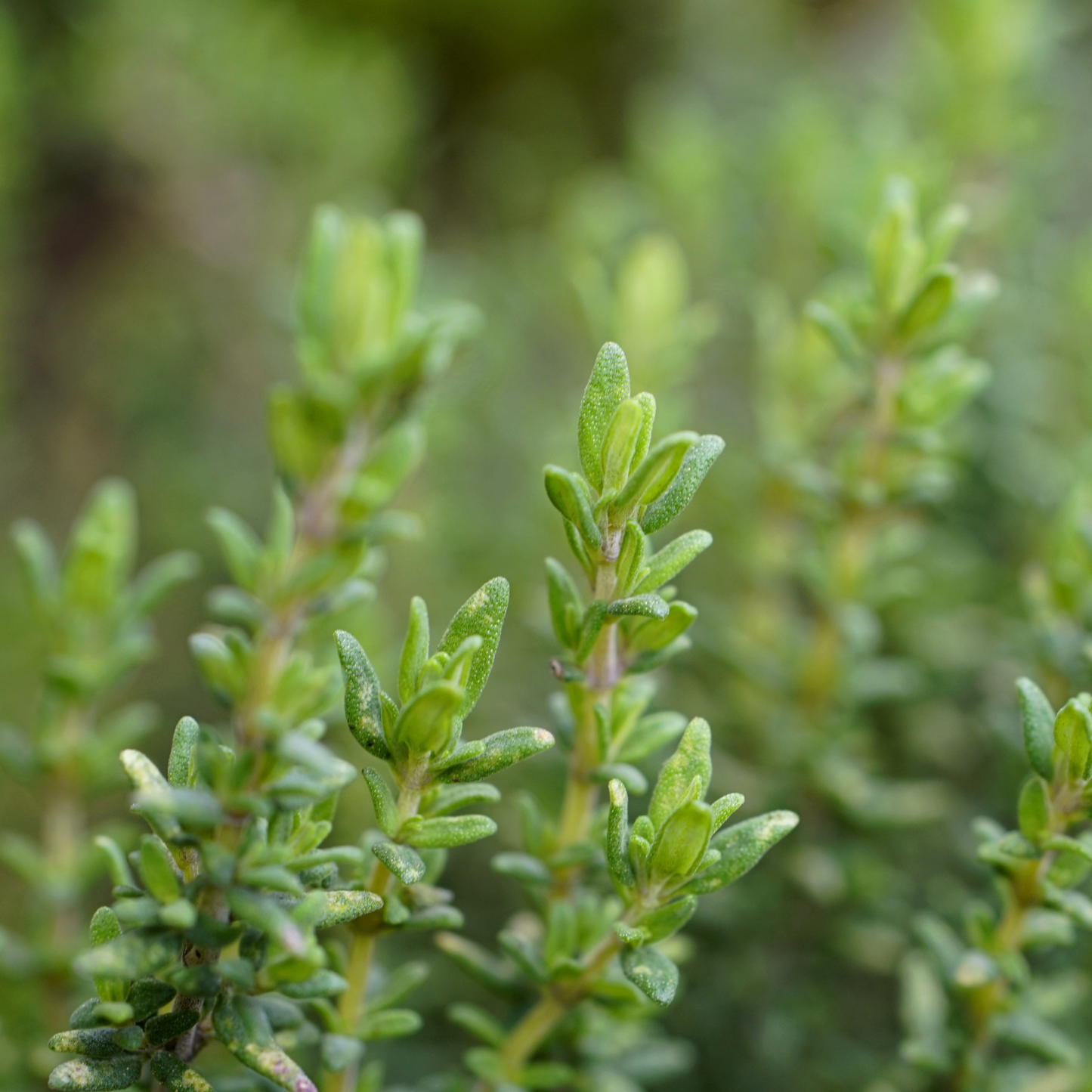 a close up of a growing common thyme plant in focus with many more thyme plants blurred in background
