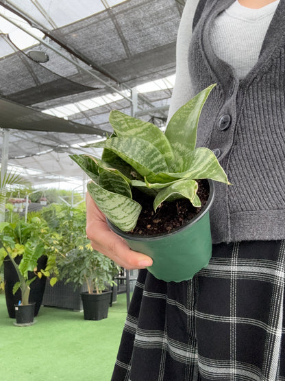 Person holding a potted compact snake plant with a blurred background