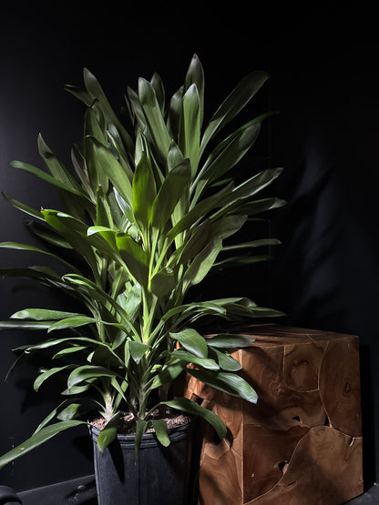 cordyline glauca plant with green foliage with wooden and dark background