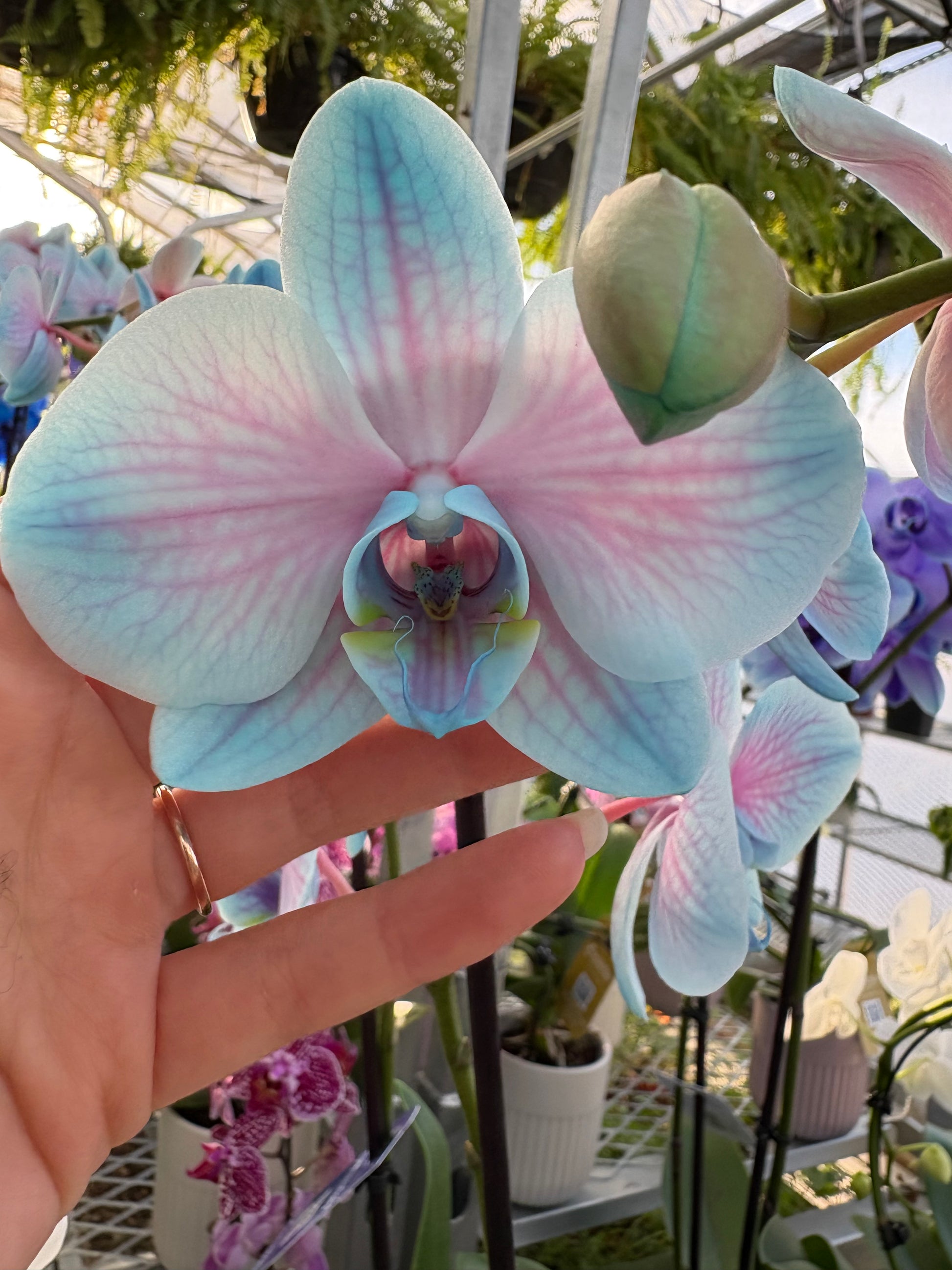 Light blue and pink orchid held by a hand with blurred background