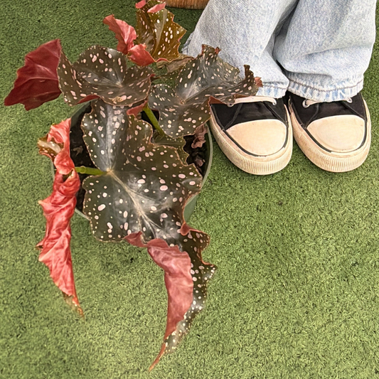 a potted crackling rosie begonia plant resting next to a pair of shoes on a grass like surface