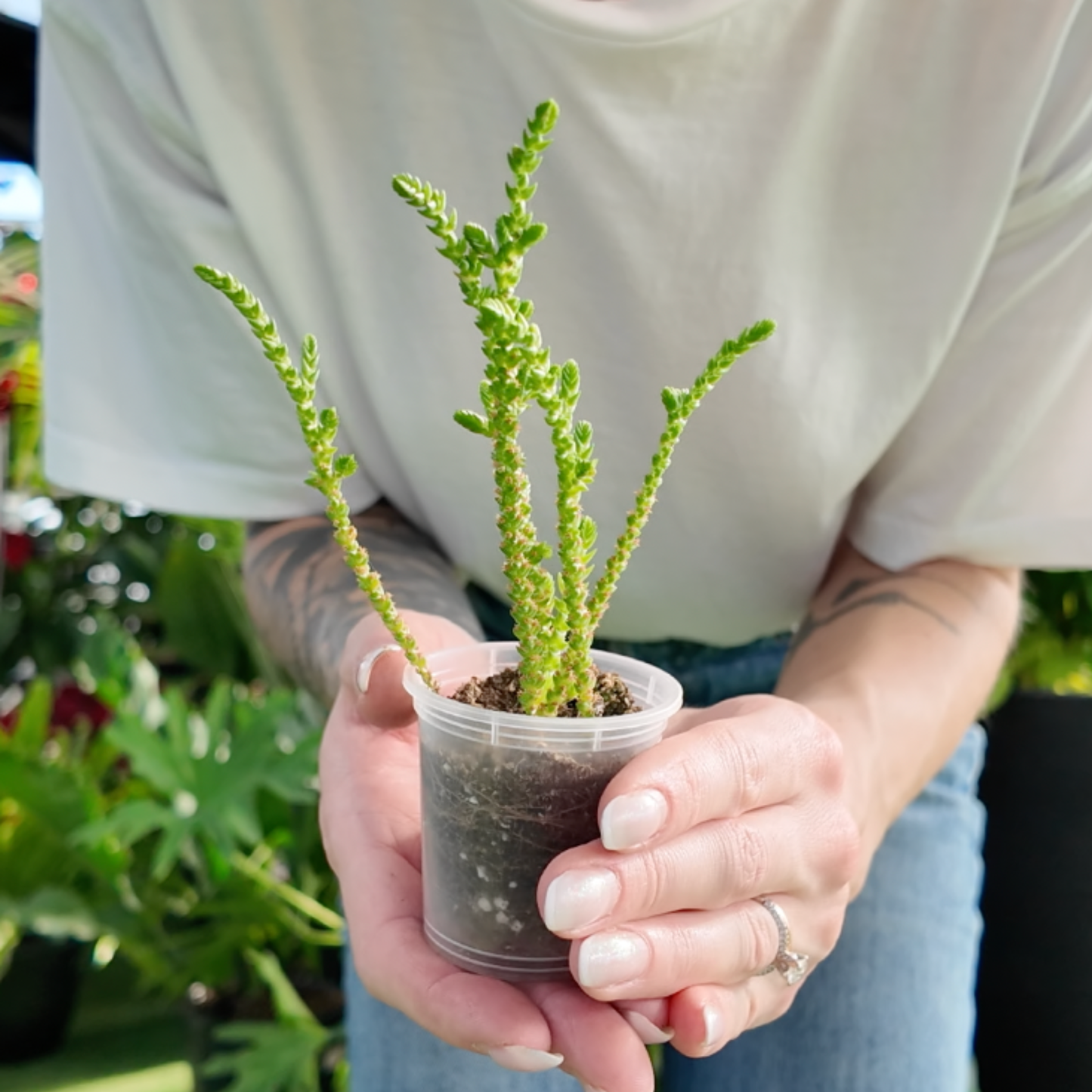 a person holding a crassula princess pine plant in a greenhouse setting