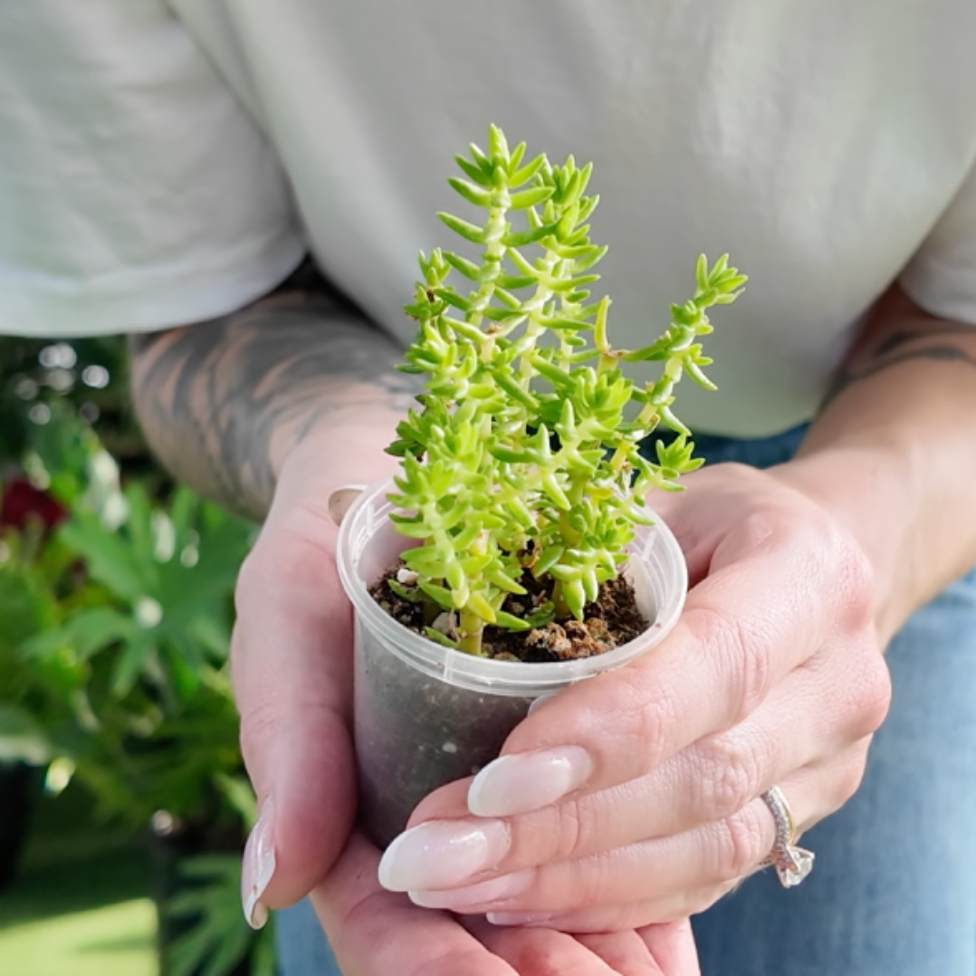 a person holding a crassula watch chain plant in a greenhouse setting