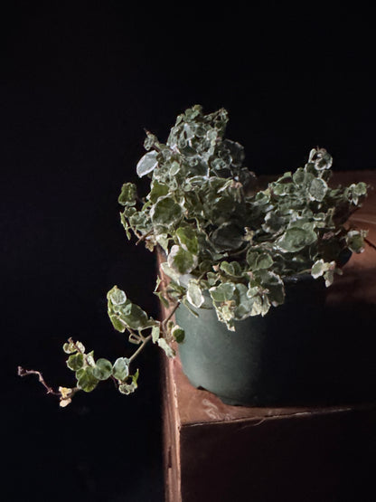 A potted Creeping Fig 'Bellus' plant with small, rounded green leaves, displayed against a dark background.