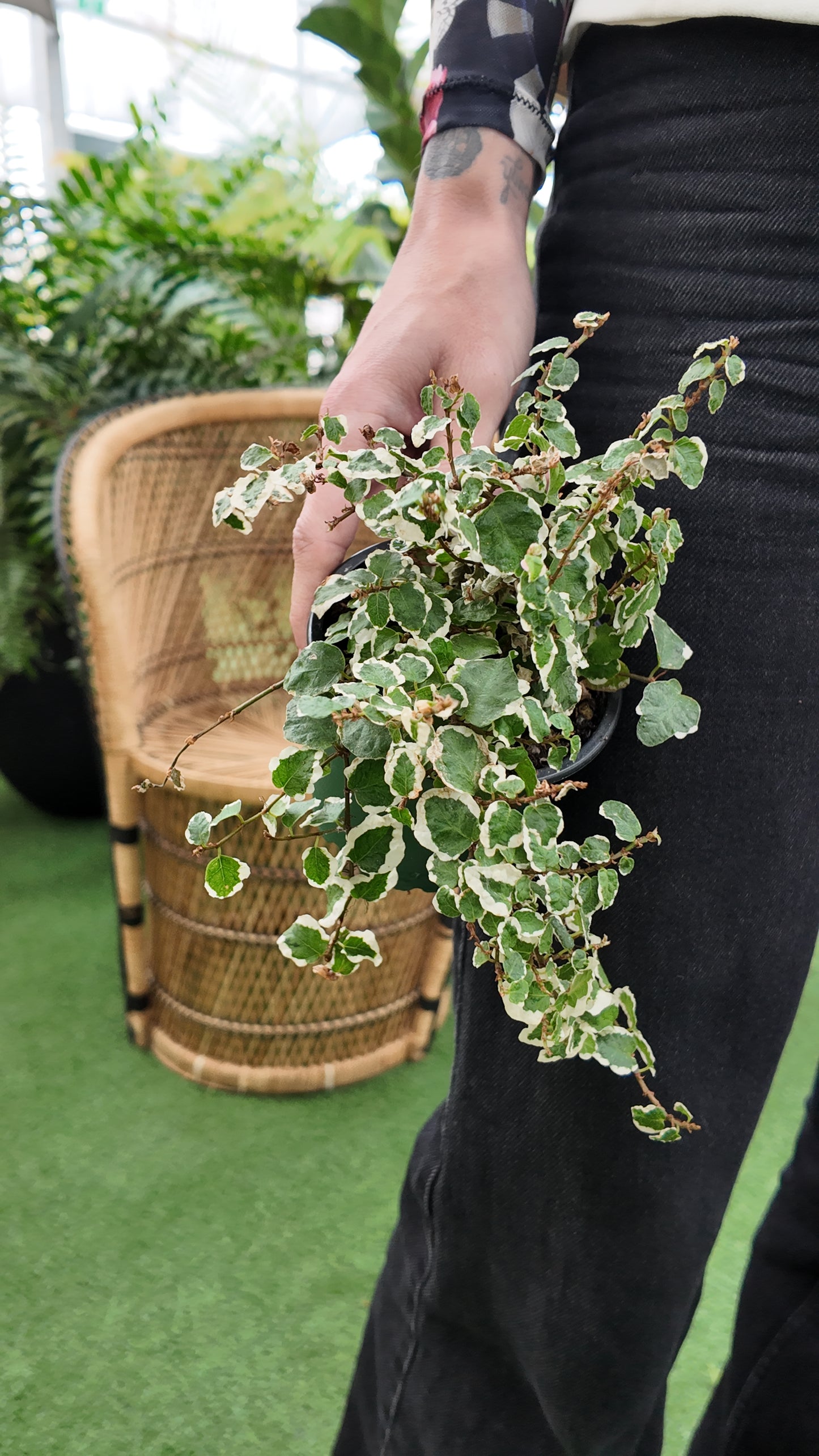 Person holding a potted creeping fig plant with a blurred indoor background