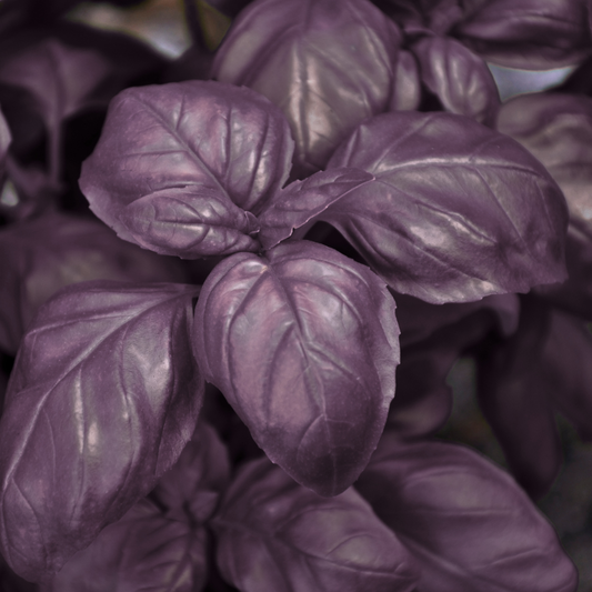 a close up of purple crimson king basil with a blurred background