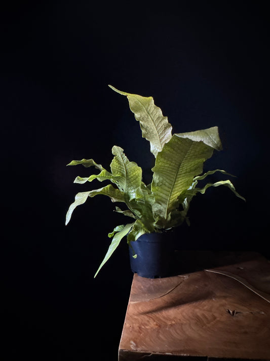 crocodile fern in black nursery pot resting on wooden surface with black background