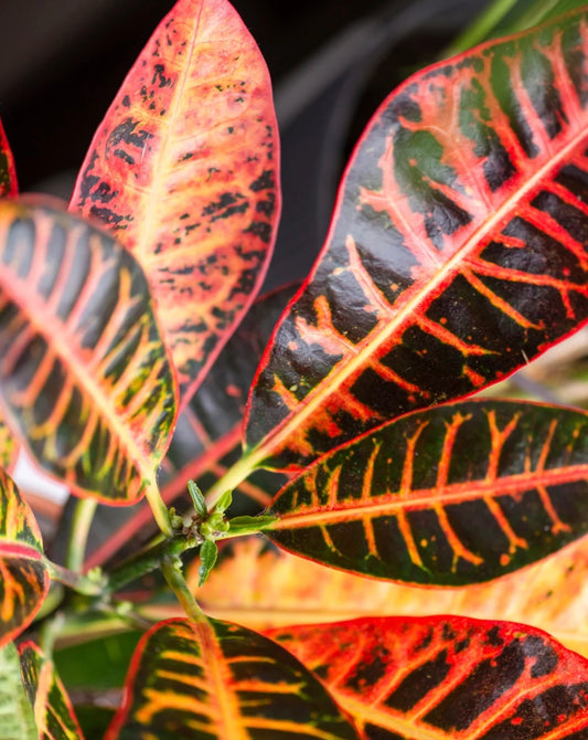 Close-up of colorful croton plant leaves with red, green, and orange hues.